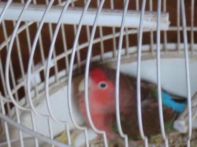 esta es mi yampy esta es mi yampy